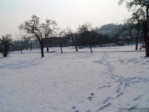 Winterlandschaft bei Goßmannsdorf am Main