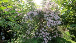 Kolkwitzie, oder auch Perlmuttstrauch (Kolkwitzia amabilis)