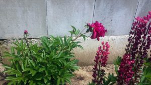Pfingstrosen (Paeonia) am 11. Juni 2021