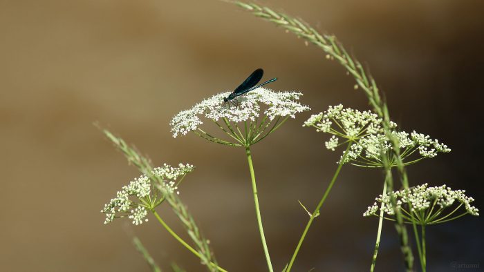Blauflügel-Prachtlibelle (Calopteryx virgo) am Breitbach in Marktbreit