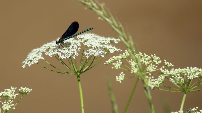 Blauflügel-Prachtlibelle (Calopteryx virgo) am Breitbach in Marktbreit