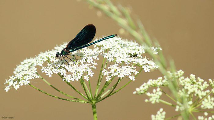 Blauflügel-Prachtlibelle (Calopteryx virgo) am Breitbach in Marktbreit