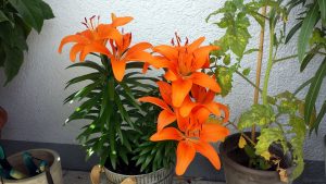 Blüten der Lilie am 10. Juli 2021
