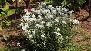 Edelweißstaude (Leontopodium nivale, auch Leontopodium alpinum) am 12. Juli 2021