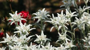 Blüten des Edelweiß (Leontopodium nivale, auch Leontopodium alpinum) am 12. Juli 2021