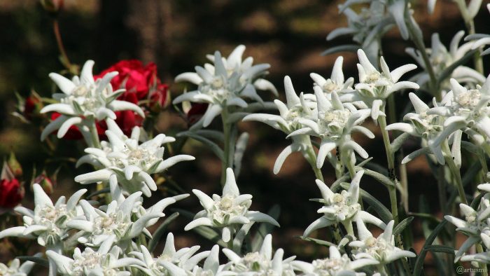 Blüten des Edelweiß (Leontopodium nivale) am 12. Juli 2021
