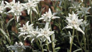 Blüten des Edelweiß (Leontopodium nivale, auch Leontopodium alpinum) am 12. Juli 2021