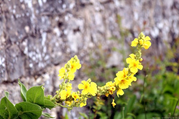 Blüten der Königskerze (Verbascum) am Würzburger Stein