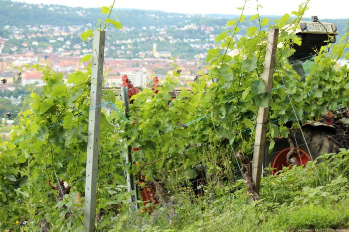 Ausgeizen der Weinreben am Würzburger Stein