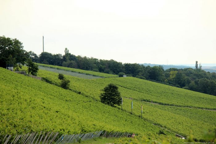 Weinberge am Würzburger Schalksberg