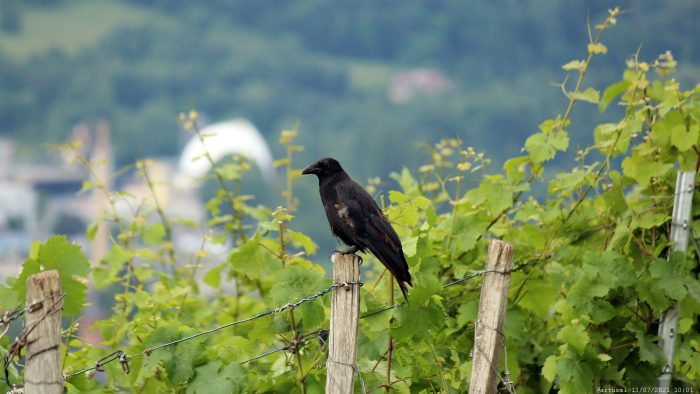 Saatkrähe (Corvus frugilegus) am Würzburger Stein