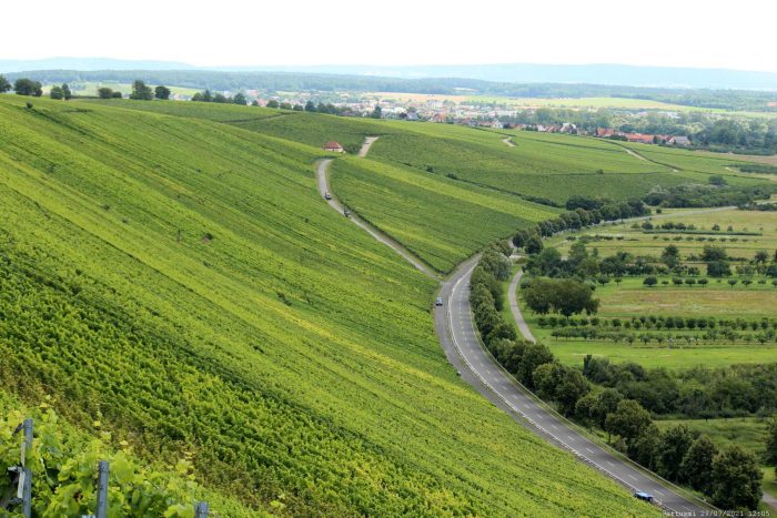 Blick vom Weg unterhalb der Vogelsburg auf die Weinlage Astheimer Karthäuser