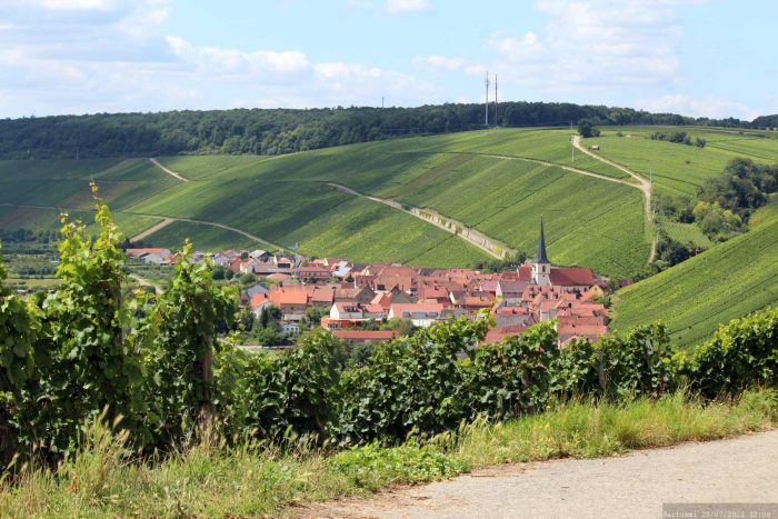 Blick von der Weinlage unterhalb der Vogelsburg auf Escherndorf