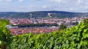 Weinberg am Würzburger Stein unterhalb Hans-Brandmann-Weg