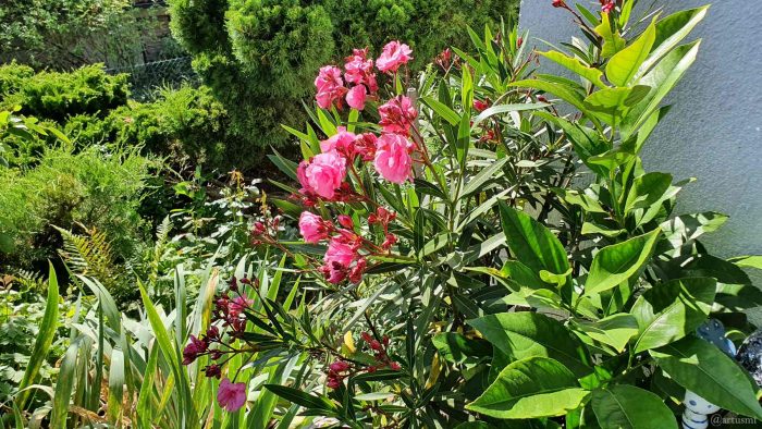 Ausschnitt aus unserem Garten mit blühendem Oleander am 8. August 2021
