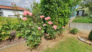 Offene und geschlossene Rosenblüten in unserem Garten am 16. August 2021