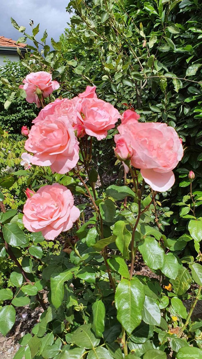 Offene und geschlossene Rosenblüten in unserem Garten am 16. August 2021