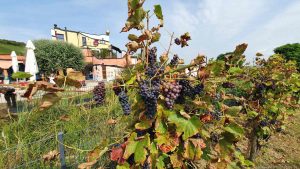 Weingut Hirn in Untereisenheim im Landkreis Würzburg