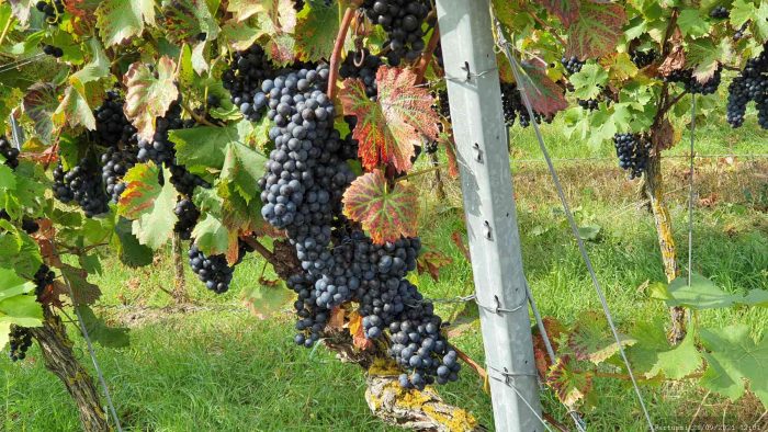 Blaue Weintrauben in einem Weinberg am Kapellenberg in Eibelstadt am Main