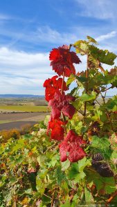 Weinstock mit Herbstlaub