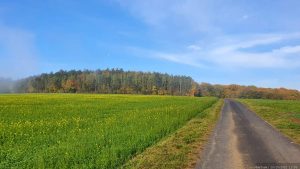 Weg vom terroir f Karlstadt-Stetten zum Waldstück mit den Hügelgräbern