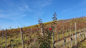 Weinberg am Weg hoch zum terroir f Markt Einersheim – Wein und Adel