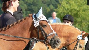 Reitturnier am 28. September 2008 in Eisingen
