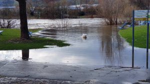 Hochwasser am 9. Februar 2022 am Main bei Randersacker