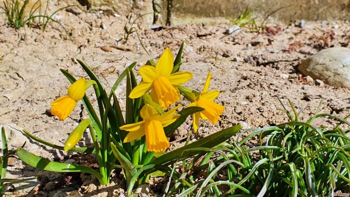 Erste Narzissen (Narcissus) am 11. März 2022
