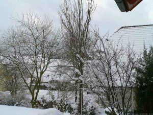Unser Garten mit Salweide (links im Bild) am 12. März 2005