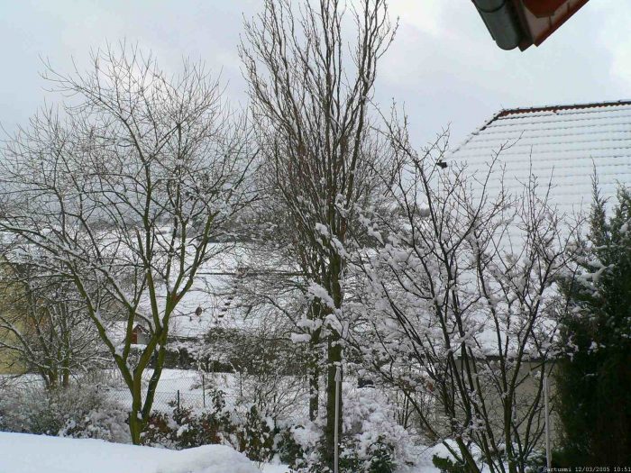 Unser Garten mit Salweide (links im Bild) am 12. März 2005