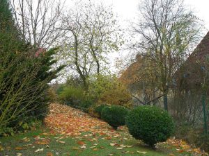 Unsere Salweide (Bildmitte) am 11. November 2009