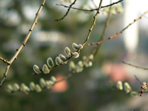 Kätzchen unserer Salweide am 24. März 2010