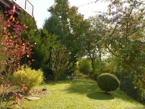 Unser Garten mit Salweide am 21. Oktober 2010