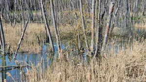 Zeubelrieder Moor am 12. April 2022