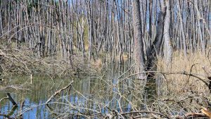 Zeubelrieder Moor am 12. April 2022