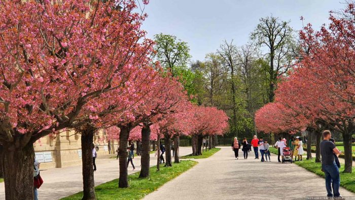 Kirschblüte im Hofgarten der Residenz in Würzburg