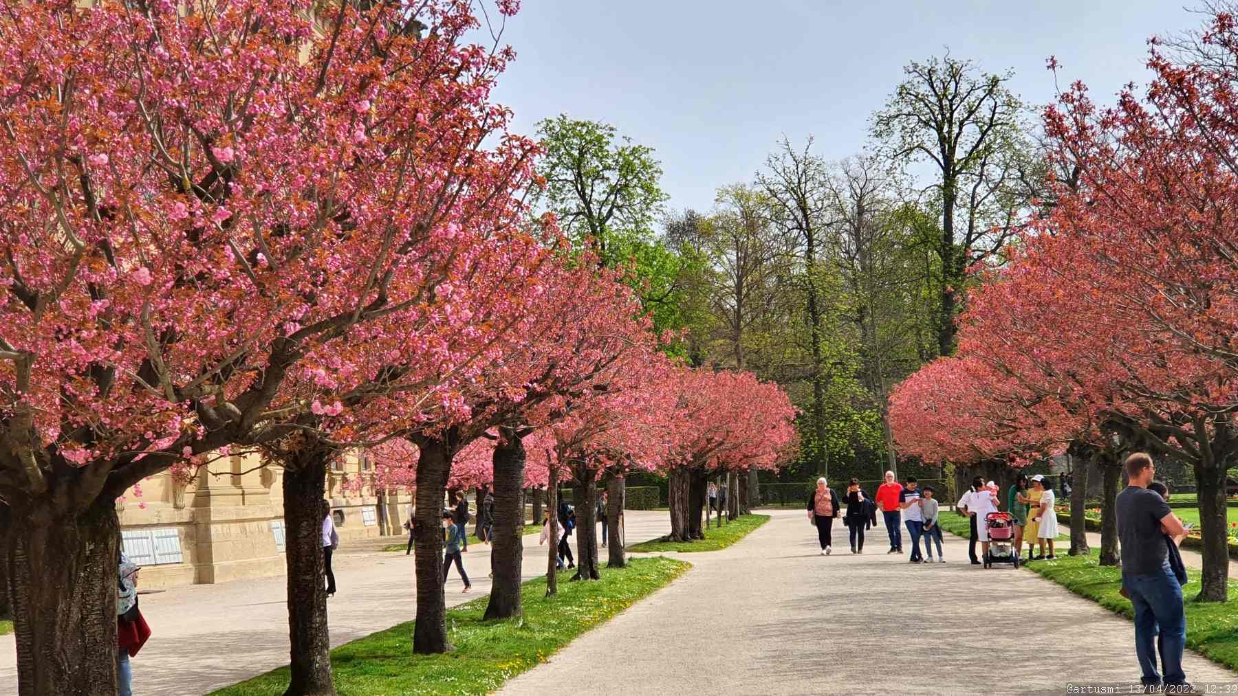 Kirschblüte im Hofgarten der Würzburger Residenz