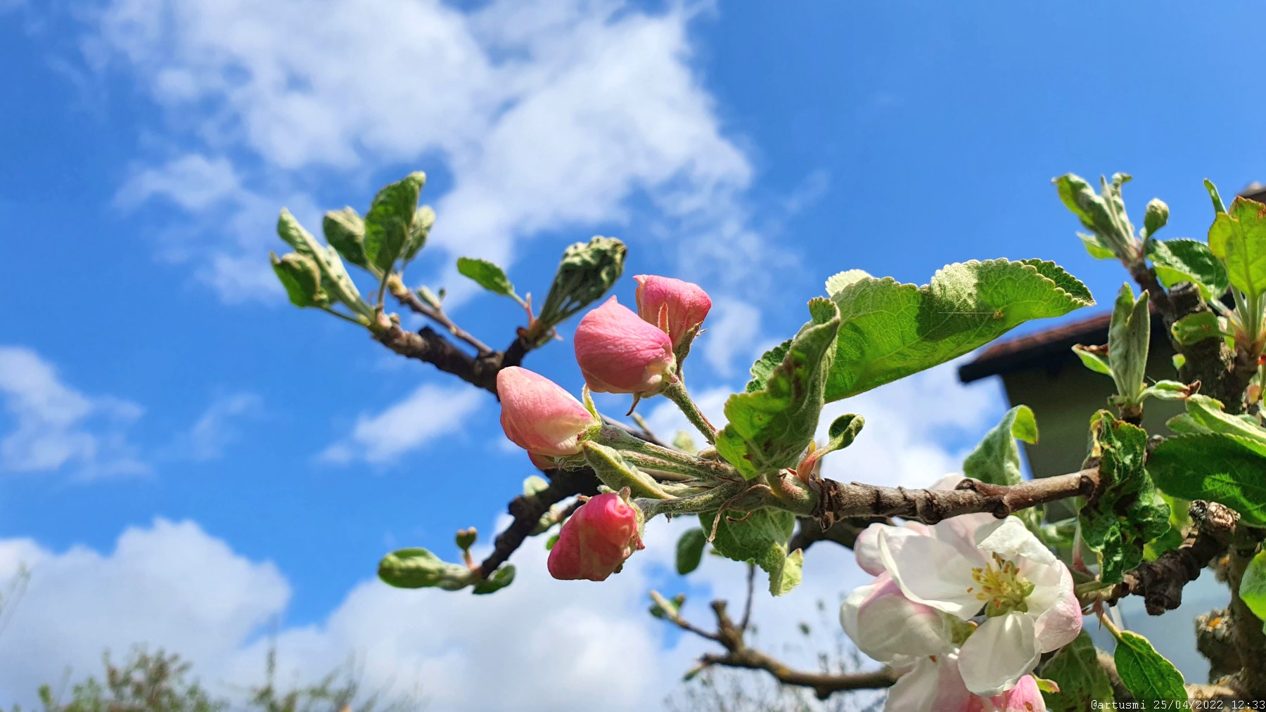 Apfelblüten in unserem Garten