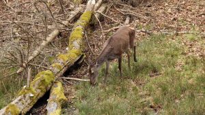 Hirschkuh unterhalb des Aussichtsturms am Baumwipfelpfad Steigerwald