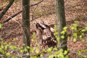 Hirschkühe unterhalb des Aussichtsturms am Baumwipfelpfad Steigerwald