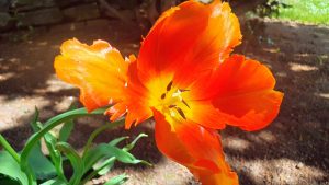 Blüte einer Tulpe (Tulipa)