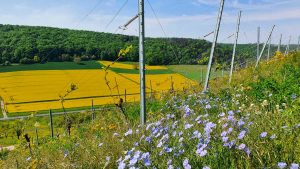 Weinberg unweit terroir f Ramsthal
