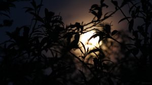 Aufgehender Mond am 15. Mai 2022 vor der Mondfinsternis