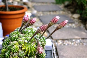 Echinopsis eyriesii am Abend des 30. Juni 2022