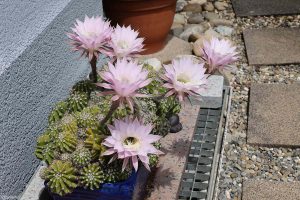 Echinopsis eyriesii am 1. Juli 2022