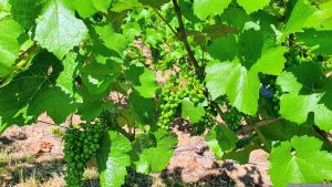 Weintrauben am 2. Juli 2022 in Weinberg am Weingut Hirn in Untereisenheim