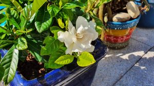 Blüte der Gardenie (Gardenia jasminoides)