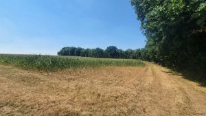 Von der Hitze gezeichnetes Maisfeld am 25. Juli 2022 auf der Verbindungsstraße Ochsenfurt - Marktbreit