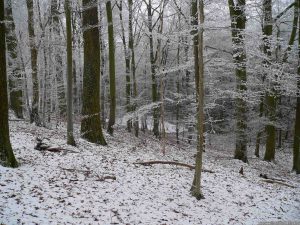 Thiergarten-Sumpf Weihnachten 2007